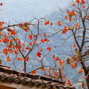 散文：梨子和柿子