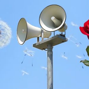 【短诗】玫瑰、蒲公英、喇叭