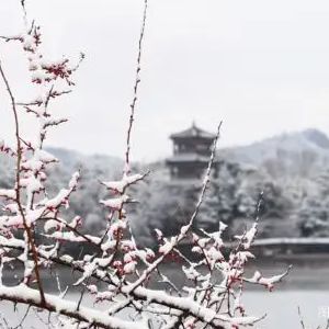 【古诗词】雨中花令·雪梅情结