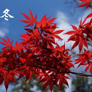 【古诗词】七律·立冬吟怀