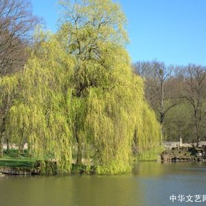 【古诗词】七律·迎春曲