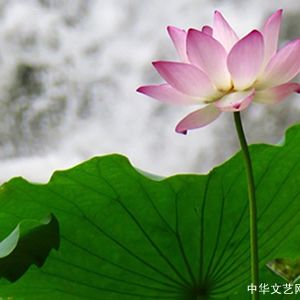 散文：我要与荷花一起重绽