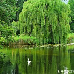 【古诗词】喜团圆·心天醉卧