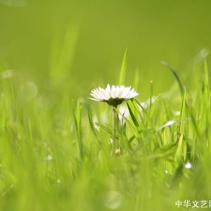 诗歌：看花