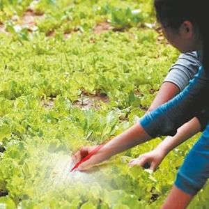 诗歌：种菜的农妇（外一首）