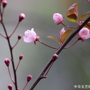 草古斋主 | 长相思·癸卯新年