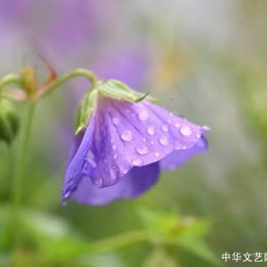 【古诗词】思帝乡•雨晨