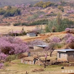 李浔 | 桃在我们中间