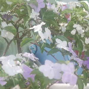 田永昌 | 入夏看鸳鸯茉莉花变脸