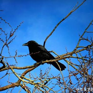 现代诗：乌鸦帖