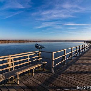 现代诗：飞鸟帖