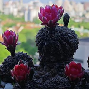 田永昌 | 一个诗人的养花手记(37~40)