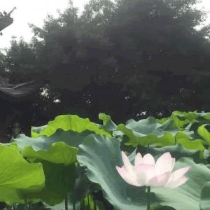 王长征：读刘年的诗《离别辞》