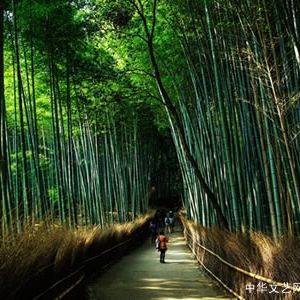 【古诗词】一剪梅·秋之韵