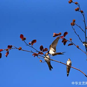 【古诗词】忆江南•晚歌