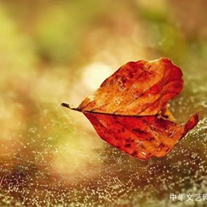 现代诗：一片跌落的树叶