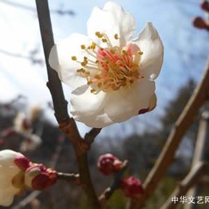 现代诗：这春天是雷从天上打下的