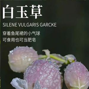 杨克：白玉草