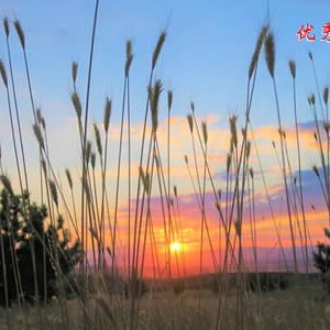 缘圆阁主 | 七绝•闲晚