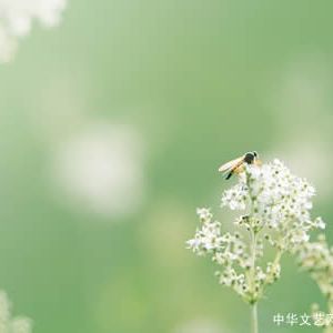 【旧体诗】五绝•赛诗