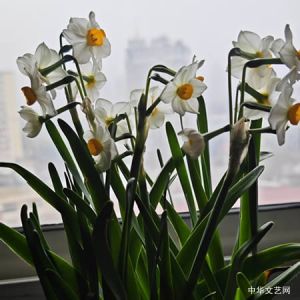 田永昌 | 一个诗人的养花手记(58~60)