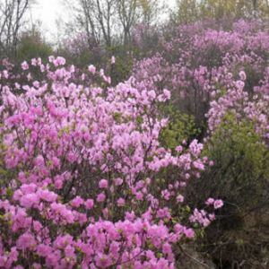 张德强 | 春天，在北京百花山巅约会房山