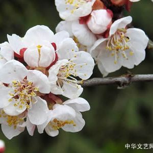 常虹 | 杏花（外二首）