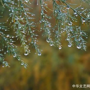 现代诗：那雨（作者：贞佶）