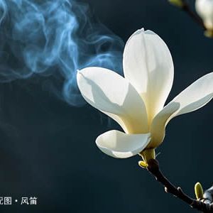【旧体诗】七绝·白玉兰