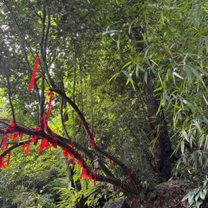 杨克：云峰寺桢楠群落