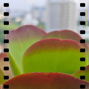 田永昌 | 一个诗人的养花手记(71~73)